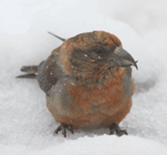 birding in spain birding winter holidays pyrenees crossbill photo